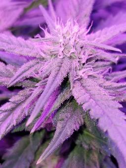 Skunk Auto - картинка 4