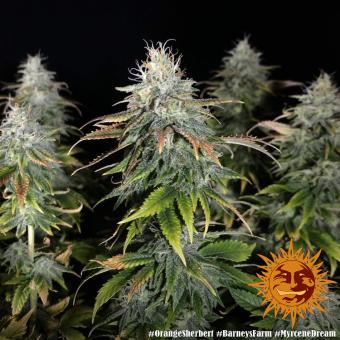 Orange Sherbert - картинка 1