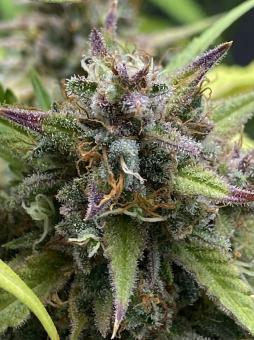 Purple Punch Auto - картинка 4