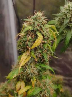King's Kush - картинка 1