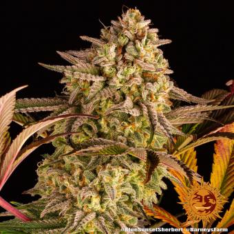 Blue Sunset Sherbert - картинка 8