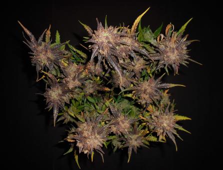 Lemon AK Auto - картинка 7