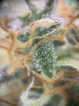 Big Bud Auto - картинка 3