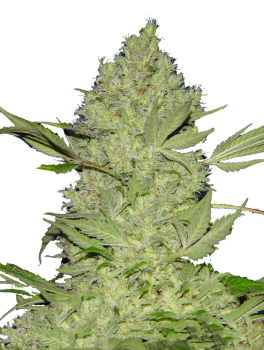 Chronic Fast F1 BX Regular