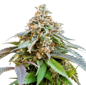 Bubba Kush