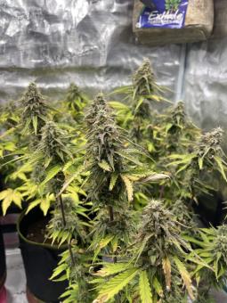 Trainwreck Auto - картинка 2