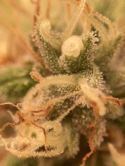 Auto Trichome & Cream - картинка 5