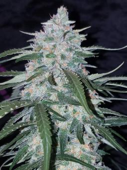 Pineapple Express Auto - картинка 3