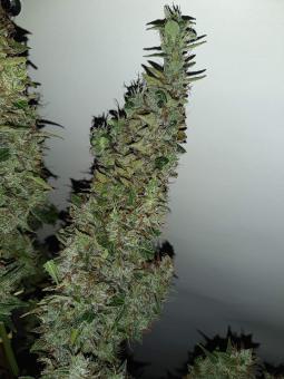 Critical Kush - картинка 2