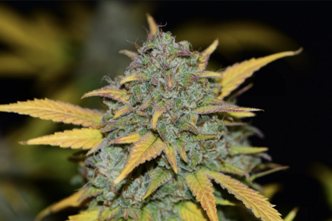 Gelato Auto - картинка 11