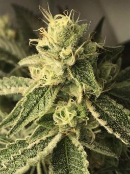 Sherbet Queen Auto - картинка 11