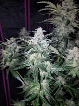 Pineapple Express Auto - картинка 11