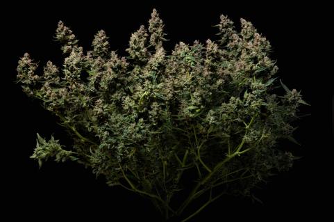Purple Lemonade Auto - картинка 3