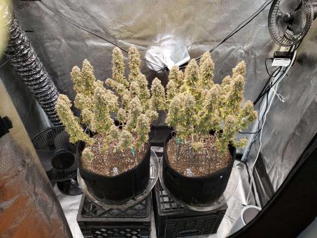 Cream Cookies Auto - картинка 4