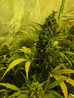Girl Scout Cookies Auto - картинка 4