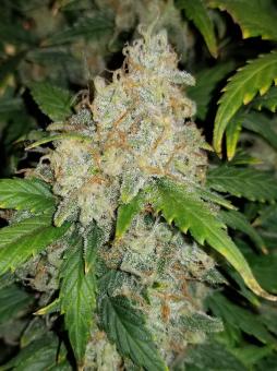 Zkittlez Auto - картинка 6