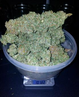 Stardawg Auto - картинка 9