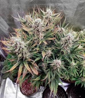 Wedding Glue Auto - картинка 2