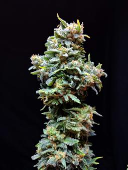 Chronic Ryder BX autoreg - картинка 3