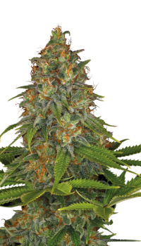 Strawberry AK