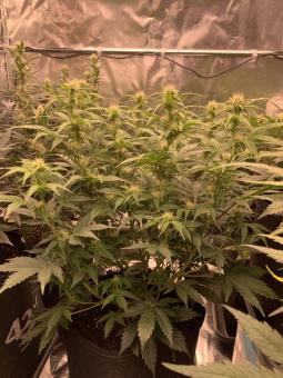 Blueberry Auto - картинка 3