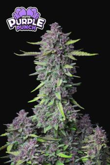 Purple Punch Auto - картинка 2