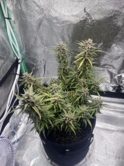 Cherry Cola Auto - картинка 1