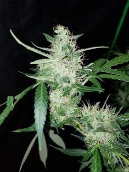 Auto Fresh Candy - картинка 4