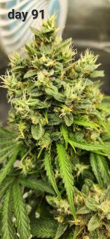 Pineapple Express Auto - картинка 1