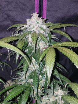 Pineapple Express Auto - картинка 8