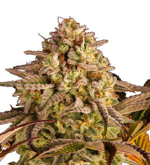 Blue Sunset Sherbert