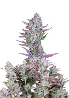 Wedding Glue Auto - картинка 5
