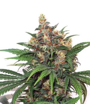 Master Kush Auto