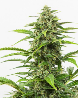 Super Critical Auto - картинка 3