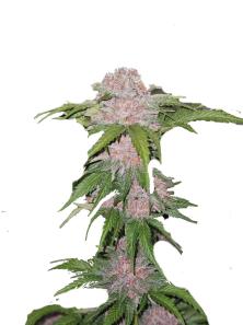 Northern Lights Auto