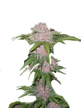 Northern Lights Auto