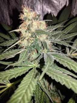 G14 Auto - картинка 3