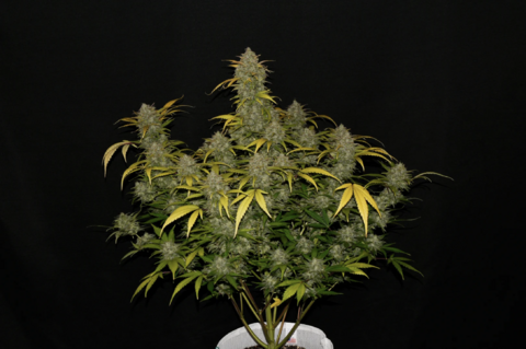 Gelato Auto - картинка 12