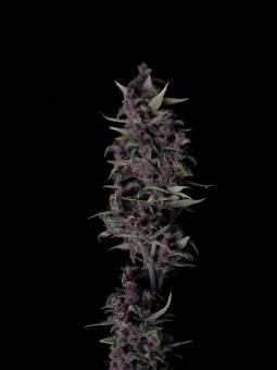 LSD-25 Auto - картинка 1