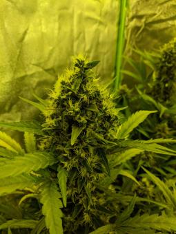 Girl Scout Cookies Auto - картинка 9