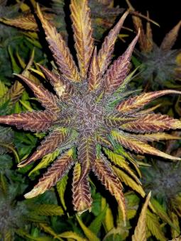 Cream Cookies Auto - картинка 10