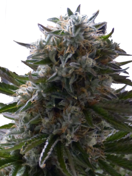 Chemo Kush genetics fem