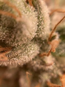 Auto Trichome & Cream - картинка 6