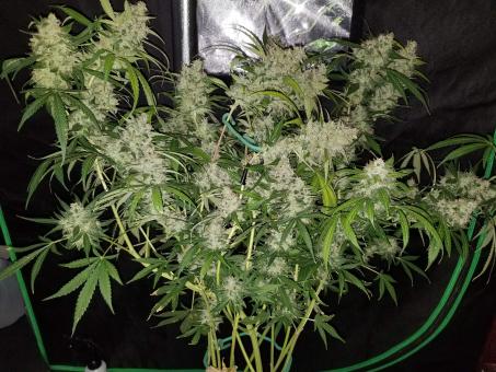 Auto Fresh Candy - картинка 6