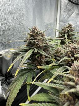 Tropicana Cookies Auto - картинка 6