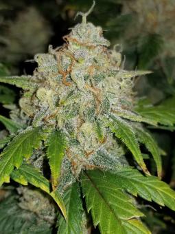 Zkittlez Auto - картинка 2