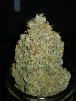 Zkittlez Auto - картинка 7