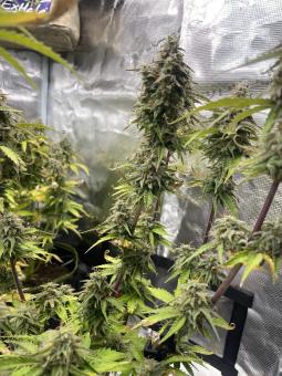 Trainwreck Auto - картинка 7