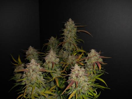 Lemon AK Auto - картинка 8