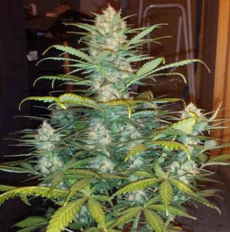 West Coast O.G. Auto - картинка 5